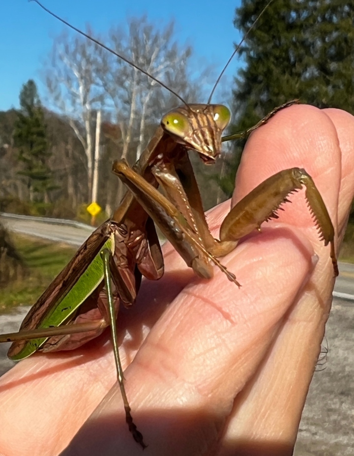 Praying Mantis